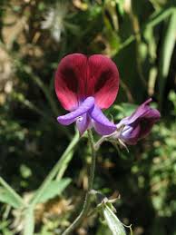 Image result for Lathyrus odoratus