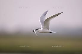 Attēlu rezultāti vaicājumam “Sterna sandvicensis adult”