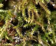 Attēlu rezultāti vaicājumam “Campylium, Campyliadelphus”