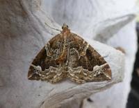 Attēlu rezultāti vaicājumam “Eulithis prunata”