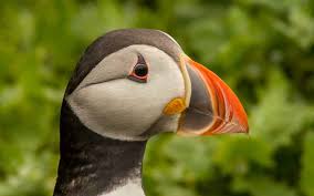 Image result for Fratercula arctica