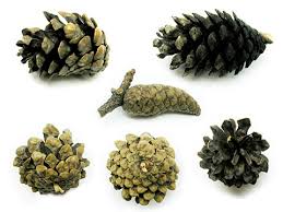 Attēlu rezultāti vaicājumam “Pinus banksiana”