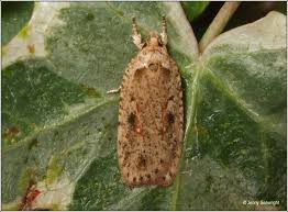 Attēlu rezultāti vaicājumam “Agonopterix ocellana”