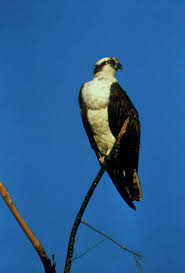 Image result for Pandion haliaetus