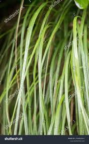 Attēlu rezultāti vaicājumam “Carex echinata”