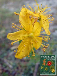 Attēlu rezultāti vaicājumam “Hypericum perforatum bud”