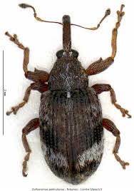 Attēlu rezultāti vaicājumam “Anthonomus phyllocola”