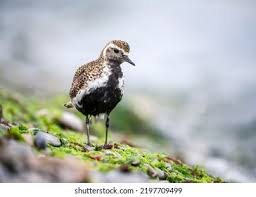 Attēlu rezultāti vaicājumam “Pluvialis apricaria”