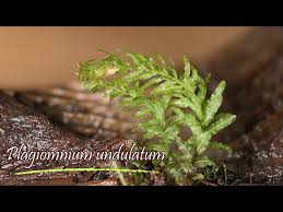 Attēlu rezultāti vaicājumam “Plagiomnium undulatum”