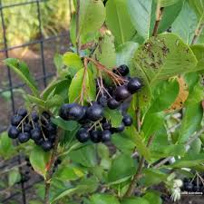 Attēlu rezultāti vaicājumam “Aronia melanocarpa fruit”