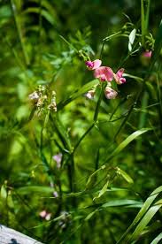 Attēlu rezultāti vaicājumam “Lathyrus sylvestris fruit”