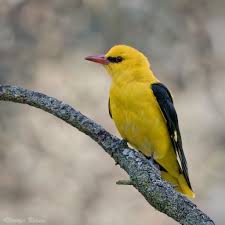 Attēlu rezultāti vaicājumam “Oriolus oriolus male”