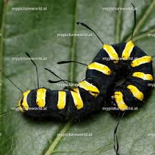 Attēlu rezultāti vaicājumam “Hadula trifolii”