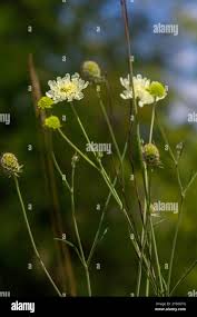 Image result for Scabiosa ochroleuca