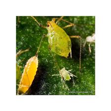 Attēlu rezultāti vaicājumam “Aphis confusa”