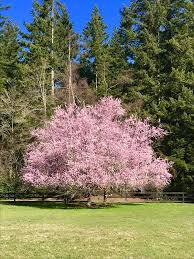 Attēlu rezultāti vaicājumam “Prunus (plum-tree)”