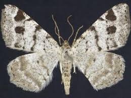 Attēlu rezultāti vaicājumam “Macaria signaria”