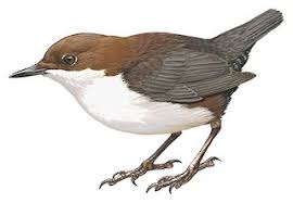 Attēlu rezultāti vaicājumam “Cinclus cinclus”