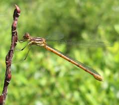 Attēlu rezultāti vaicājumam “Lestes dryas female”