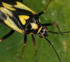 Attēlu rezultāti vaicājumam “Grypocoris sexguttatus imago”