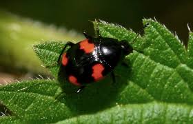 Attēlu rezultāti vaicājumam “Scaphidium quadrimaculatum”