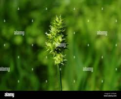 Attēlu rezultāti vaicājumam “Carex diandra”