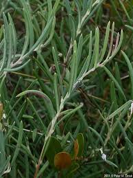 Attēlu rezultāti vaicājumam “Andromeda polifolia leaf”