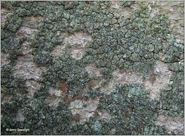 Attēlu rezultāti vaicājumam “Lepraria incana”