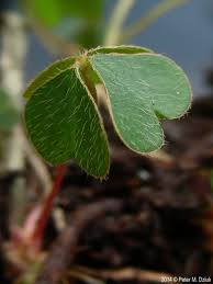 Attēlu rezultāti vaicājumam “Oxalis acetosella”