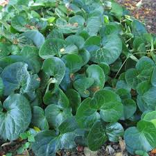 Attēlu rezultāti vaicājumam “Asarum europaeum leaf”