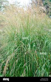 Attēlu rezultāti vaicājumam “Molinia caerulea flower”
