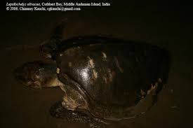 Image result for Lepidochelys olivacea