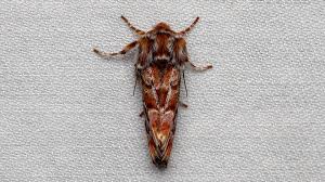 Attēlu rezultāti vaicājumam “Panolis flammea”