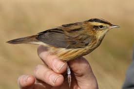 Image result for Acrocephalus aedon