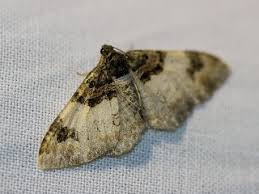 Attēlu rezultāti vaicājumam “Catarhoe rubidata”