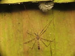 Attēlu rezultāti vaicājumam “Epiphragma ocellare”