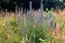 Attēlu rezultāti vaicājumam “Echium vulgare”