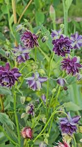 Image result for Aquilegia vulgaris `Nora Barlow`