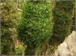 Attēlu rezultāti vaicājumam “Neckera”