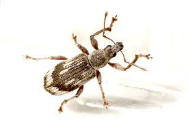 Attēlu rezultāti vaicājumam “Polydrusus tereticollis”