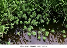 Attēlu rezultāti vaicājumam “Haloragaceae”