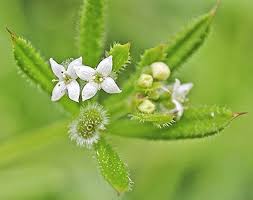 Image result for Galium aparine