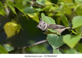 Attēlu rezultāti vaicājumam “Lophophanes cristatus adult”