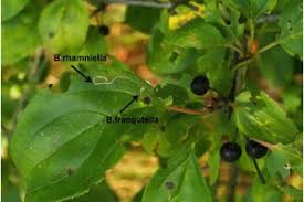 Attēlu rezultāti vaicājumam “Bucculatrix rhamniella”