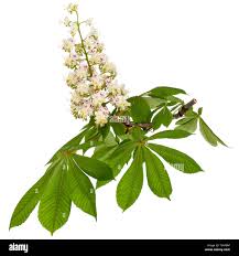Attēlu rezultāti vaicājumam “Aesculus hippocastanum flower”