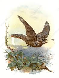 Attēlu rezultāti vaicājumam “Caprimulgus europaeus eggs”