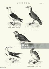 Attēlu rezultāti vaicājumam “Anseriformes”