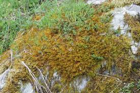 Attēlu rezultāti vaicājumam “Abietinella abietina”