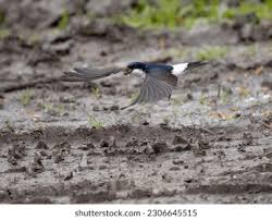 Attēlu rezultāti vaicājumam “Delichon urbicum adult”