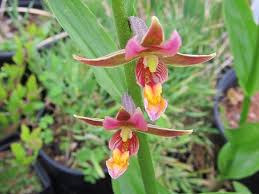 Attēlu rezultāti vaicājumam “Epipactis”